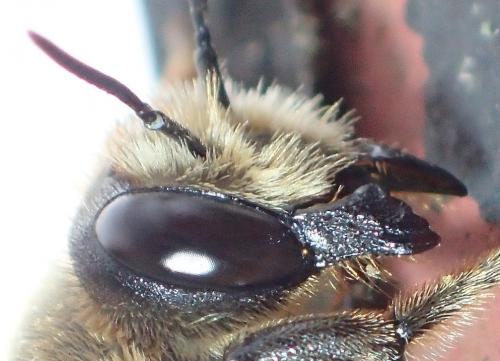 Megachile willughbiella